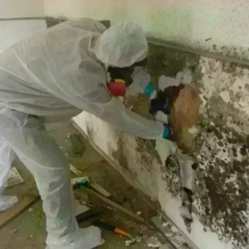 Mold Remediation and Removal in Levittown, PA